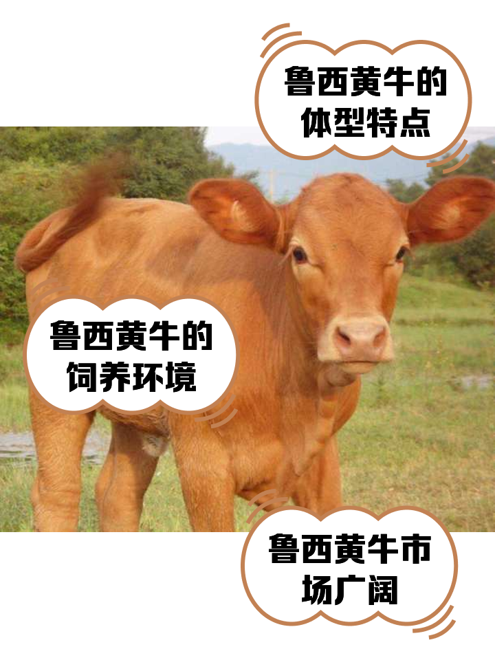 龙口最新医保取现黄牛方法分析(最方便真实的龙口医保取现黄牛怎么取方法)